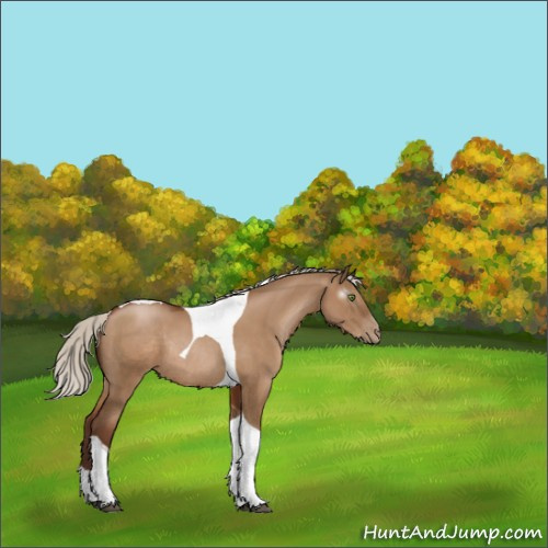 Horse Color:Gray Silver Grullo Pearl Tobiano Rabicano 