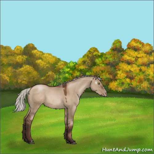 Horse Color:Gray Silver Grullo Pearl 