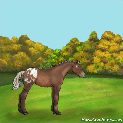 Horse Color:Gray Silver Black Pearl Appaloosa 