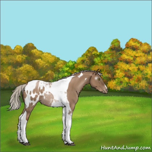 Horse Color:Gray Silver Grullo Pearl Tobiano Appaloosa Rabicano 