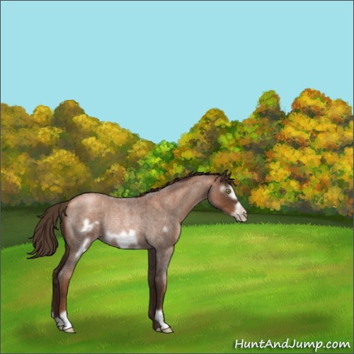 Horse Color:Gray Liver Red Roan Pearl Frame Rabicano 