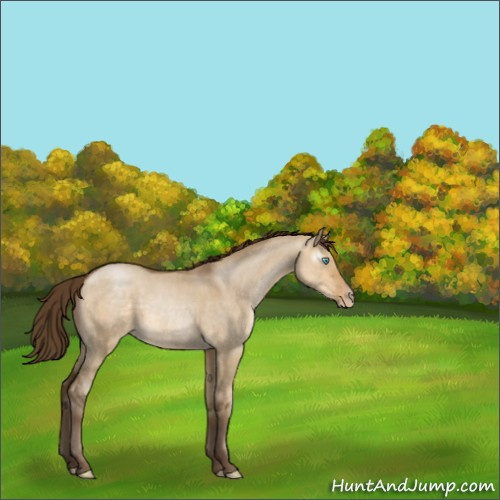Horse Color:Gray Buckskin Pearl Dun 