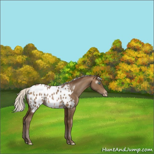 Horse Color:Gray Silver Buckskin Pearl Appaloosa Rabicano 