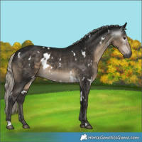 Horse Color:Gray White Spotted Silver Smoky Black