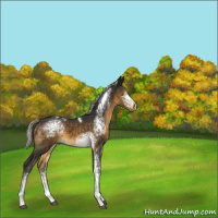 Horse Color:White Spotted Silver Buckskin Tobiano 
