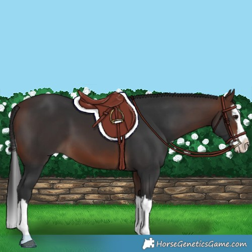 Horse Color:Brown Splash 