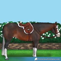 Horse Color:Brown Splash 