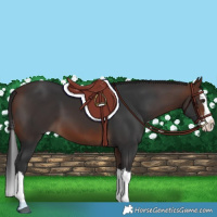 Horse Color:Brown Splash 