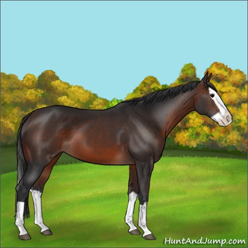 Horse Color:Brown Splash