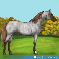 Horse Color:Liver Red Roan
