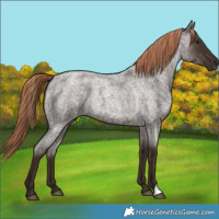 Horse Color:Liver Red Roan 