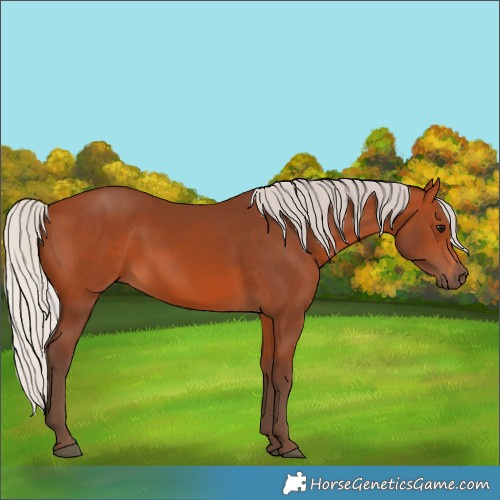 Horse Color:Silver Bay 