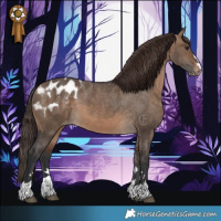 Horse Color:Brown Dun Appaloosa 