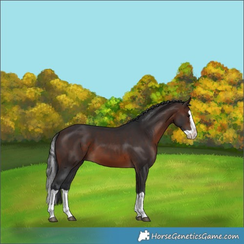 Horse Color:Brown Splash