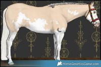 Horse Color:Silver Classic Champagne Dun Splash Frame