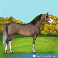 Horse Color:Bay Dun Splash 