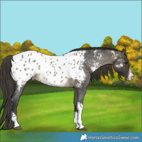 Horse Color:Buckskin Roan Sabino Near Leopard 