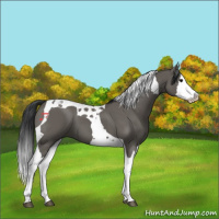 Horse Color:Grullo Splash Tobiano 