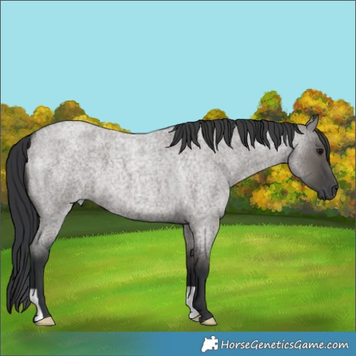 Horse Color:Grullo Roan 