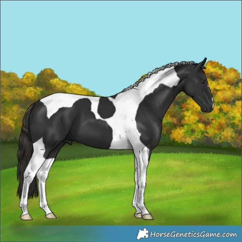 Horse Color:Liver Chestnut Tobiano 