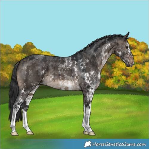 Horse Color:Brown Dun Sabino Appaloosa Brindle 