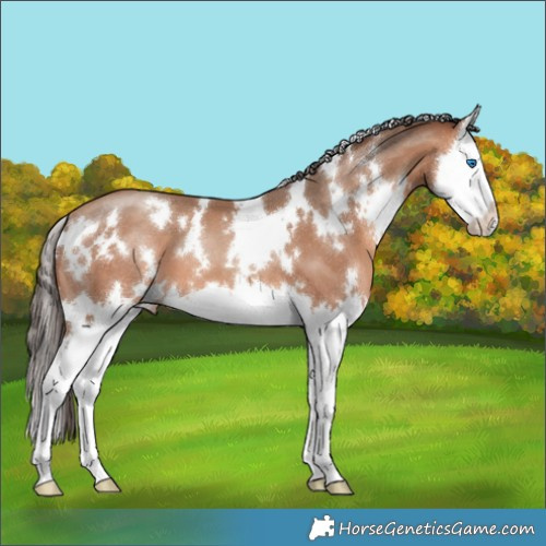 Horse Color:White Spotted Amber Champagne Splash 