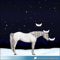 Horse Color:Brown Dun Appaloosa  and Silver Grullo Appaloosa 
