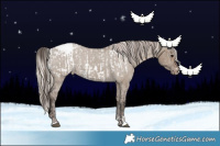 Horse Color:Brown Dun Appaloosa  and Silver Grullo Appaloosa 