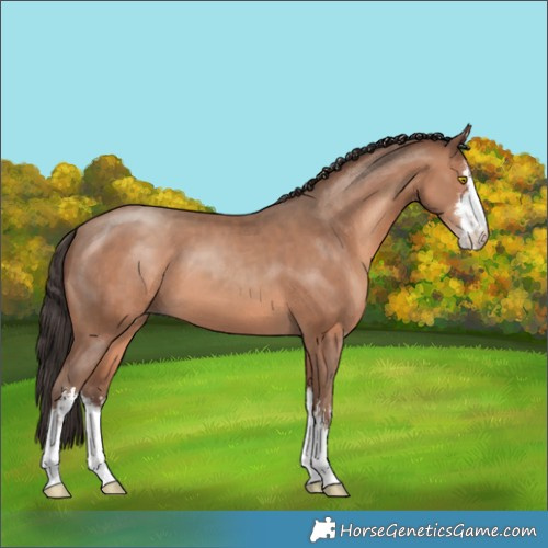 Horse Color:White Spotted Sable Champagne 