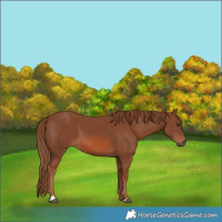 Horse Color:Chestnut 