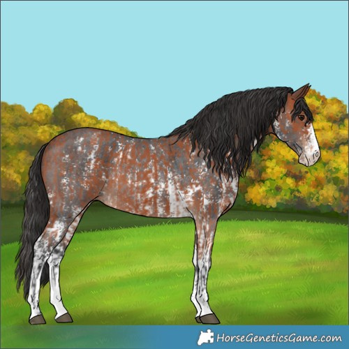 Horse Color:Bay Sabino Rabicano  and Bay Sabino Rabicano 