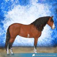 Horse Color:Bay Sabino Rabicano  and Bay Sabino Rabicano 
