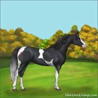 Horse Color:Black Splash Tobiano 