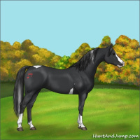 Horse Color:Black Splash Tobiano 
