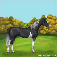 Horse Color:Black Splash Tobiano 