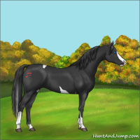 Horse Color:Black Splash Tobiano 