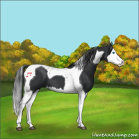 Horse Color:Black Splash Tobiano 