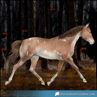 Horse Color:White Spotted Bay Pearl Tobiano Rabicano