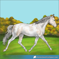 Horse Color:Silver Smoky Blue Roan Pearl Tobiano Appaloosa Rabicano 