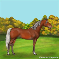 Horse Color:Silver Bay 
