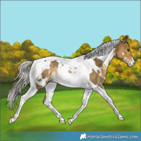 Horse Color:White Spotted Silver Buckskin Dun Tobiano Rabicano 