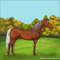 Horse Color:Silver Bay 