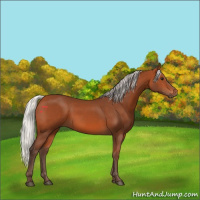 Horse Color:Silver Bay 