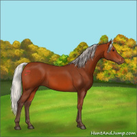 Horse Color:Silver Bay 