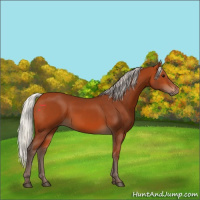 Horse Color:Silver Bay 