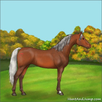 Horse Color:Silver Bay 
