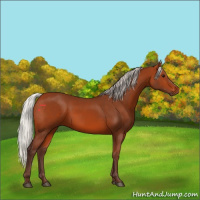 Horse Color:Silver Bay 