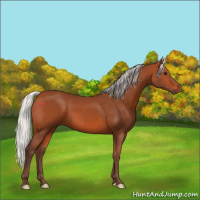 Horse Color:Silver Bay 