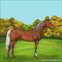 Horse Color:Silver Bay 