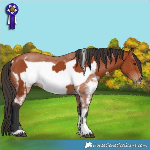 Horse Color:Bay Sabino Rabicano  and Bay Sabino Frame Rabicano 